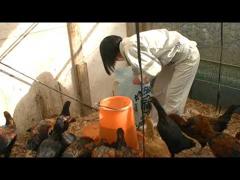 食物栄養学科 大和肉鶏の飼育