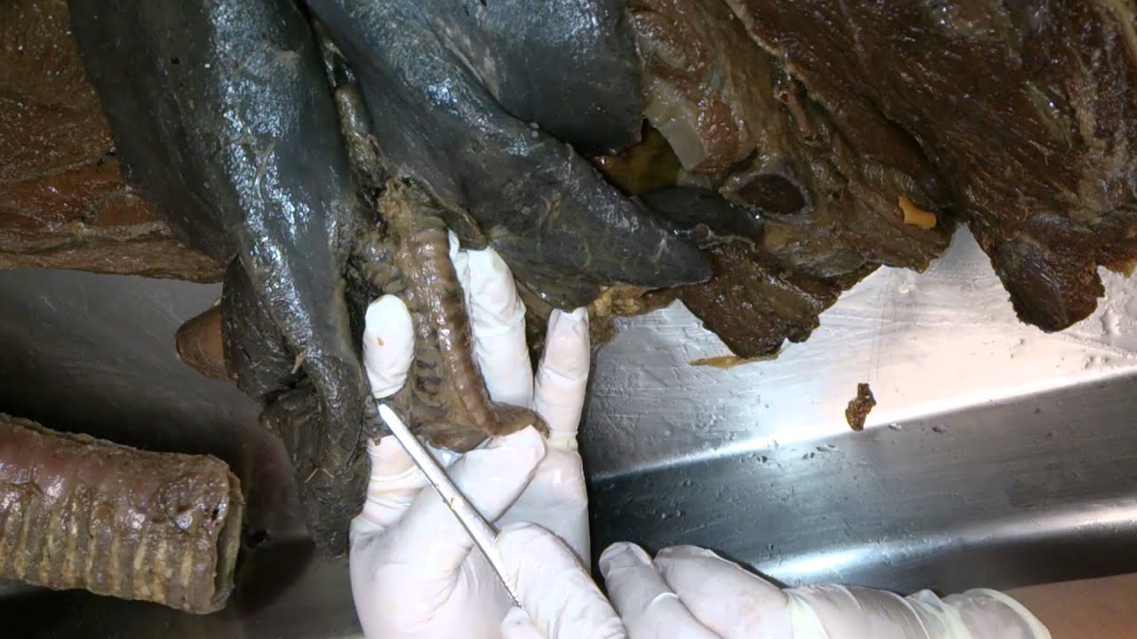 Anatomia Veterinária - Sist. Respiratório Pt II