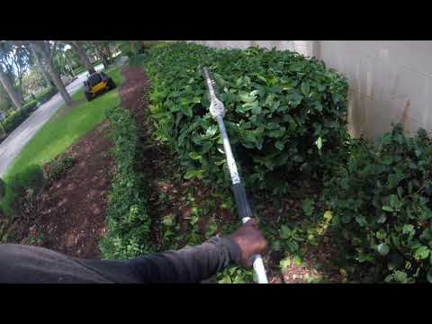 download lagu mp3 mp4 Dwarf Ixora Hedge, download lagu Dwarf Ixora Hedge gratis, unduh video klip Dwarf Ixora Hedge