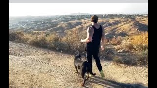 Day in the life of a German Rottweiler Breeder episode 3: Conditioning training