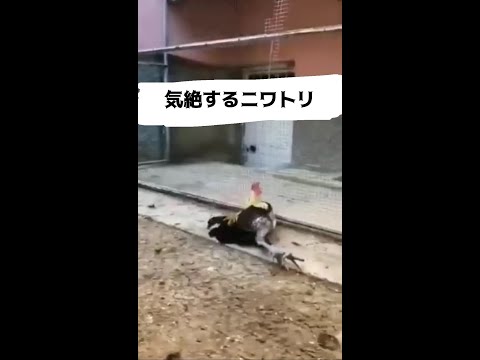 叫びすぎて気絶するニワトリ！動物界のサンシャイン池崎！wこいつは、チキンじゃねぇ#ショート #にわとり ＃アニマル #動物 #ケンタッキー #咆哮 #遠吠え