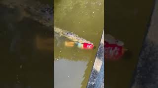 Gran lagarto ataco a joven 23 años que se tiro de un puente, Rio Cañas, Sta Cruz CR