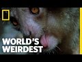 The Demon Primate World S Weirdest