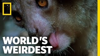 World's Weirdest - The Demon Primate