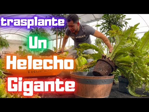 Trasplantando Un HELECHO GIGANTE de mi Jardín || Huerto Citadino