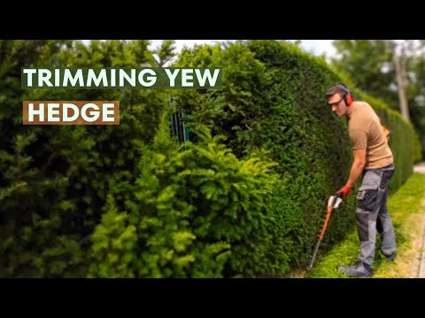 From Start to Finish: My Yew Hedge Trimming Routine