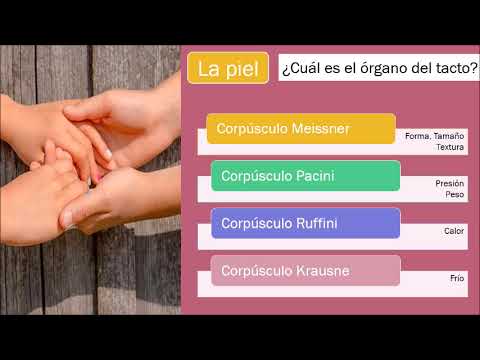 SENTIDO DEL TACTO