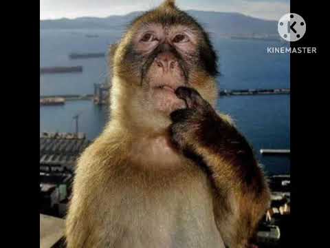 Swat 3: Recon (Flash game) - Level 1 BGM 