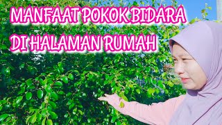 Download lagu Pokok Bidara di Halaman Rumah Ku, perkongsian khasiat dan kegunaan @greenluckyhand9003 mp3 Download lagu Pokok Bidara di Halaman Rumah Ku, perkongsian khasiat dan kegunaan @greenluckyhand9003 mp3