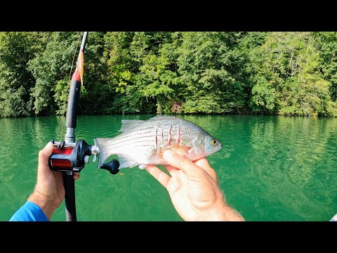 4 Hours of RAW and UNCUT Kayak Catfishing on the Tennessee River | Dragging Cut Bait
