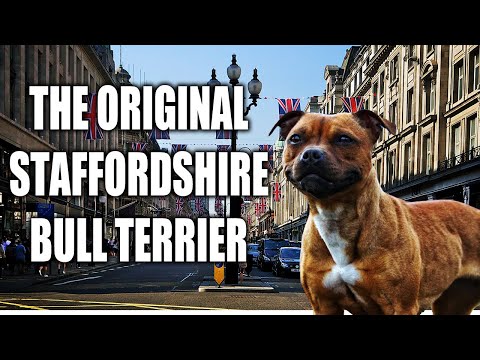 (REUPLOAD) THE STAFFORDSHIRE BULL TERRIER - A QUICK LOOK AT THE HISTORY AND BREED STANDARD
