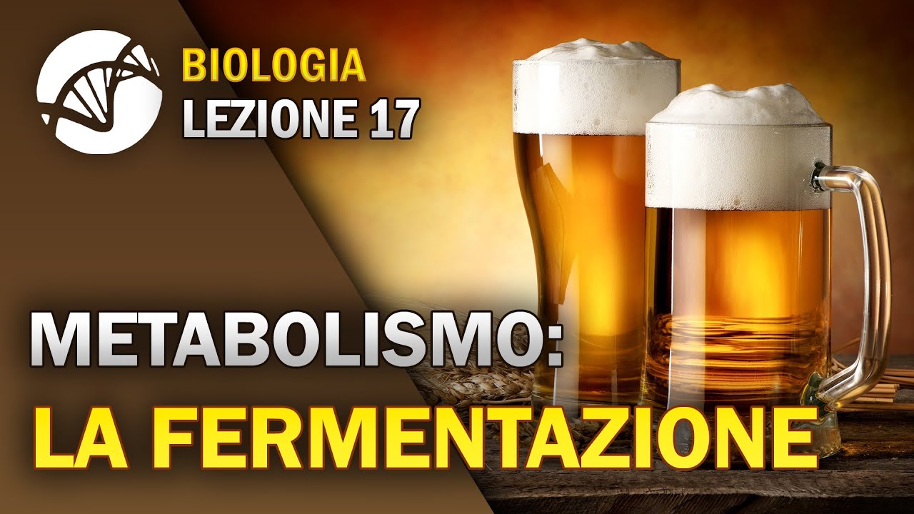 BIOLOGIA - Lezione 17 - La Fermentazione | Metabolismo Cellulare