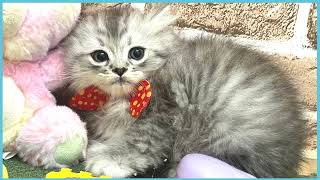 ペットショップCOO&RIKU No00704485(ミヌエット)