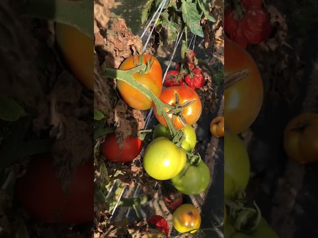 Стандарт поставки видео №1 Томат F1 Этюд НК 