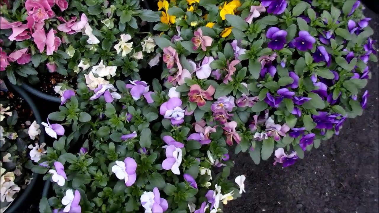 2026年4月3日のパンジー・ビオラ