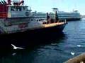 Seattle Seagull French Fry Party