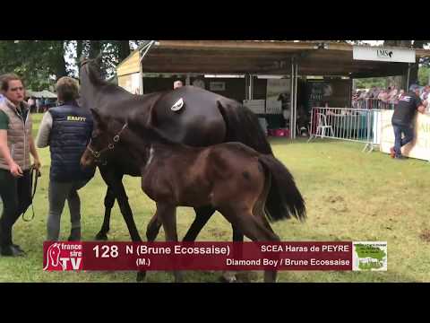 Sprinter Sacré Show 2018 : Lot 128 - N (Brune Ecossaise)
