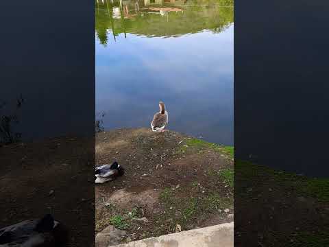 LOS PATOS EN LA HERMOSA  LAGUNA  DE LA YERBABUENA MUY BONITO 💕