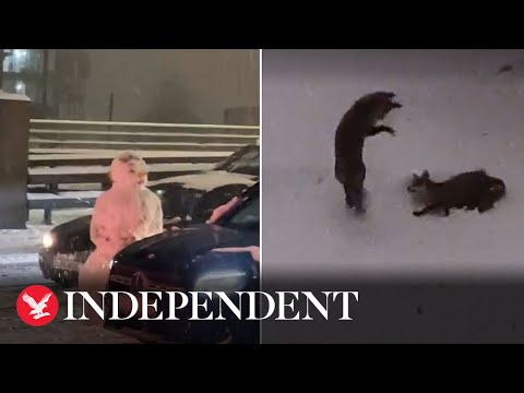Skiing, foxes and motorway snowmen: Best videos from first December snow day