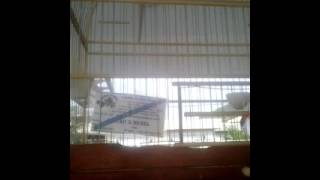 Pardo Bebel CRB