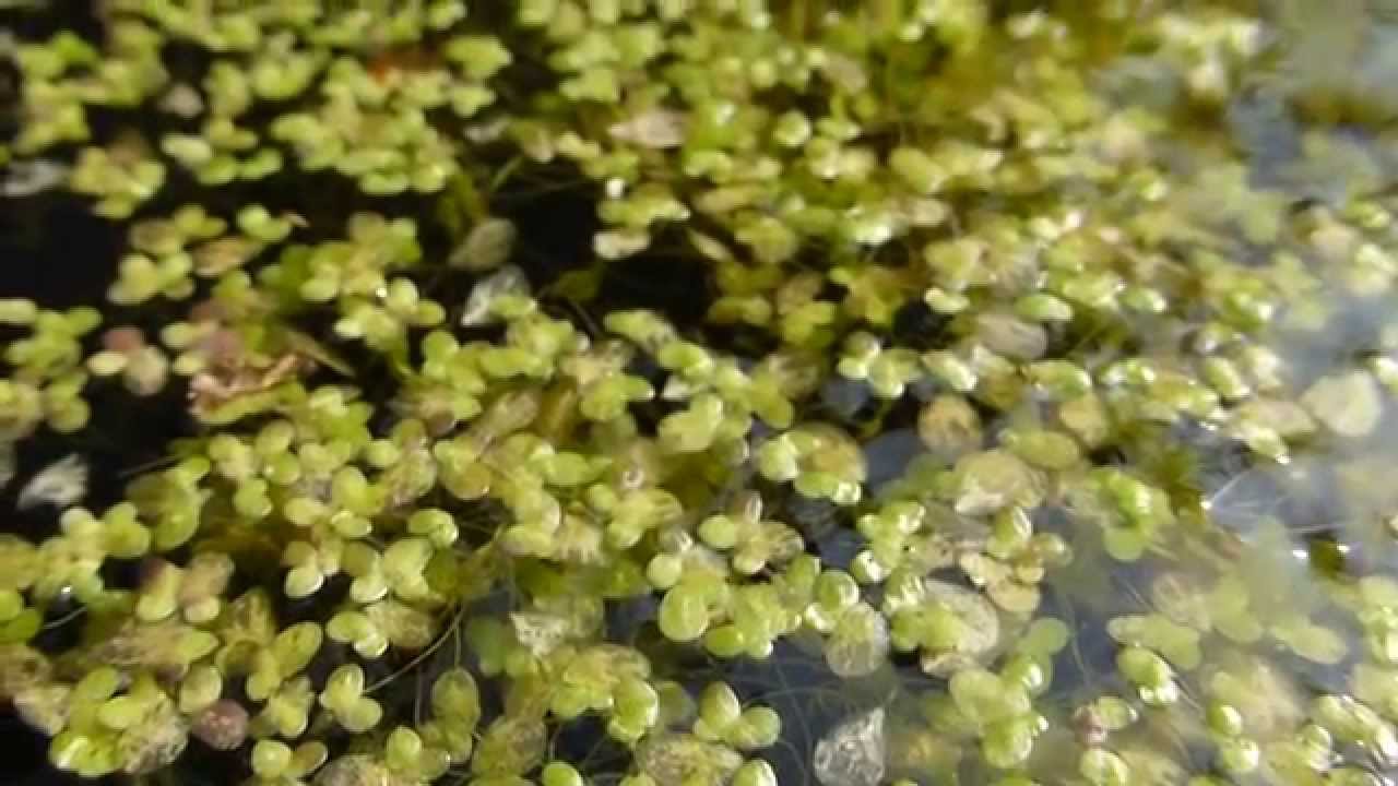 Duckweed - Lemna minor - Ljósadoppa - Vatnadoppa - Vatnaplöntur - Fljótandi vatnajurt - YouTube