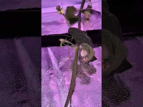 Chayote-Erfolg: Tropenpflanze blüht in der Growbox!