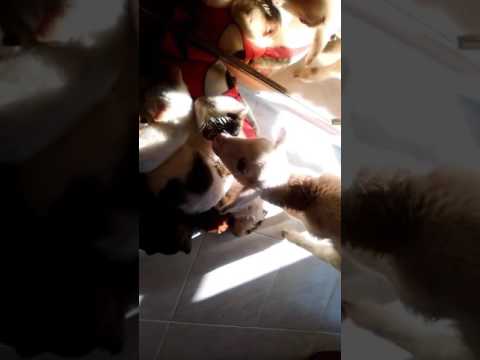 Adila con los cachorros y el ovejito