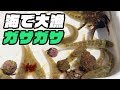 【ガサガサ】潮溜まりで◯◯ハゼ大量捕獲！！【珍魚】