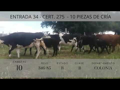 Lote 10 Piezas de cría 2NO,  1RA,  2CRUZA AA 346/875kg -  en Ruta 22,km 12 (colonia)