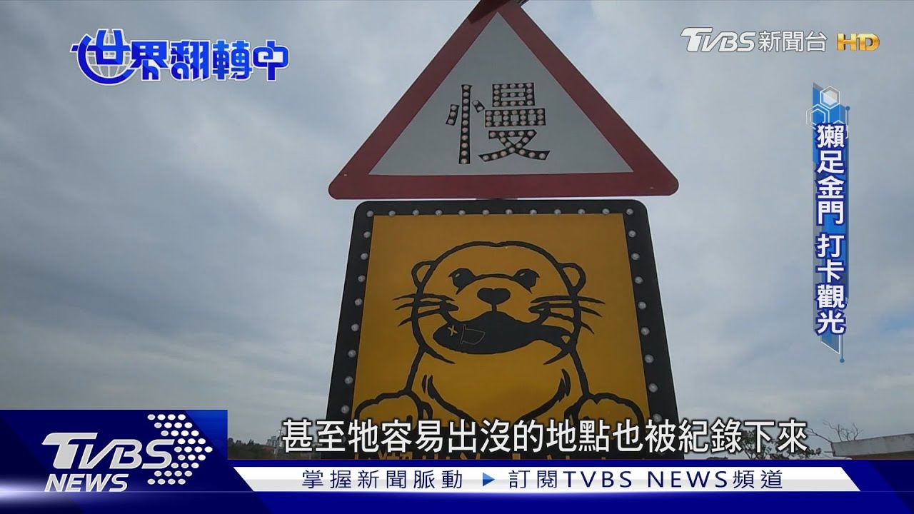 金門水獺成特色! 保育、觀光如何並行是考驗