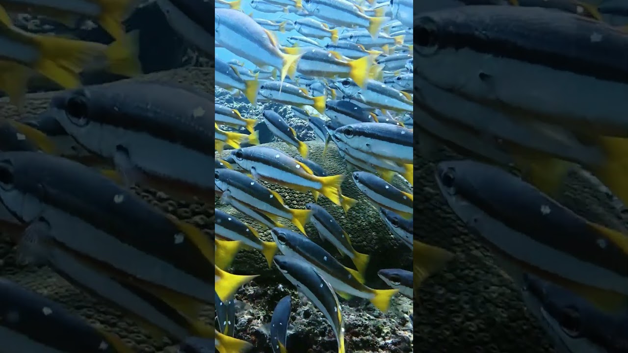 YouTube Short thumbnail