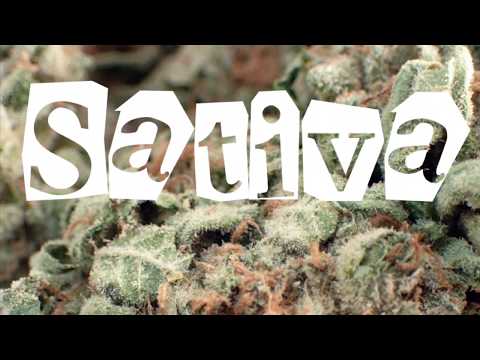 J-Mane x Gency Lynch “Sativa” (Audio Visual)