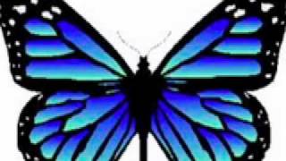 Butterfly.mov