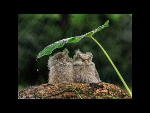 Autumn Flower video thumbnail