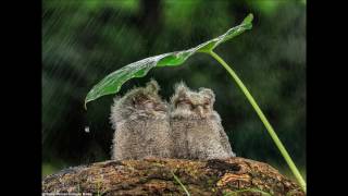 Roddy Frame- Autumn Flower (+lyrics)