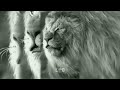 Lion Attitude Whatsapp Status Attitude Whatsapp Status Attitude Status