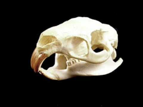 VOMITORZ ( ft. Lapo & Mr Smoke) - sopressata di nutria - track: 13