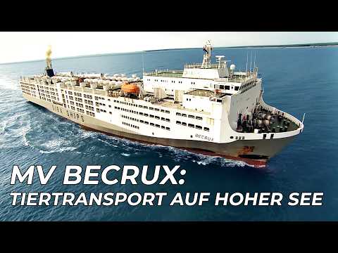 MV Becrux: 16,000 Cattle on the High Seas | Mega Ships | Free Documentary (German)