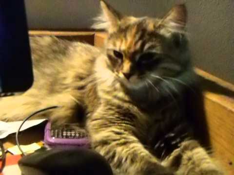 Tales of Two Siberian Cats: Elizaveta Occupies Mouse