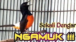 Download lagu PANCINGAN MURAI BATU GACOR FULL ISIAN MEWAH, SEKALI DENGAR MURAI APAPUN RESPON NEMBAK KERAS mp3 Download lagu PANCINGAN MURAI BATU GACOR FULL ISIAN MEWAH, SEKALI DENGAR MURAI APAPUN RESPON NEMBAK KERAS mp3