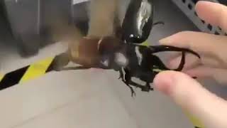 Download lagu Hear the fluttering sound of the 'Caucasian Beetle' mp3