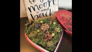 Valentines Day Succulent Chocolate planter