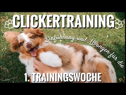 Clicker training with puppies - tips for beginners and specific first exercises | Dog training