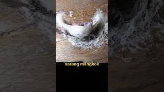 Download lagu 3 jenis sarang burung walet beda harga #shorts mp3