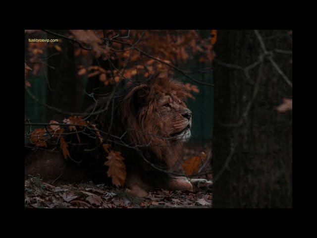Vídeo relacionado con En las fauces del león: 4 (Best Seller | Ficción)