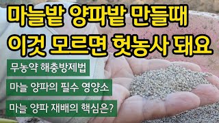 마늘밭 양파밭 만들때 이것 모르면 헛농사 돼요. 무농약재배 네가지 팁!