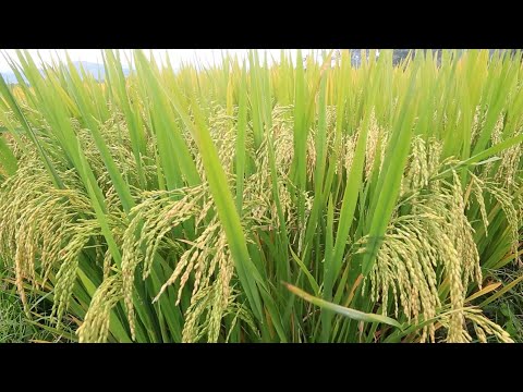 GIỐNG LÚA THUẦN BĐR57 CHO NĂNG SUẤT 74 TẠ/HA - TIN TRUYỀN HÌNH