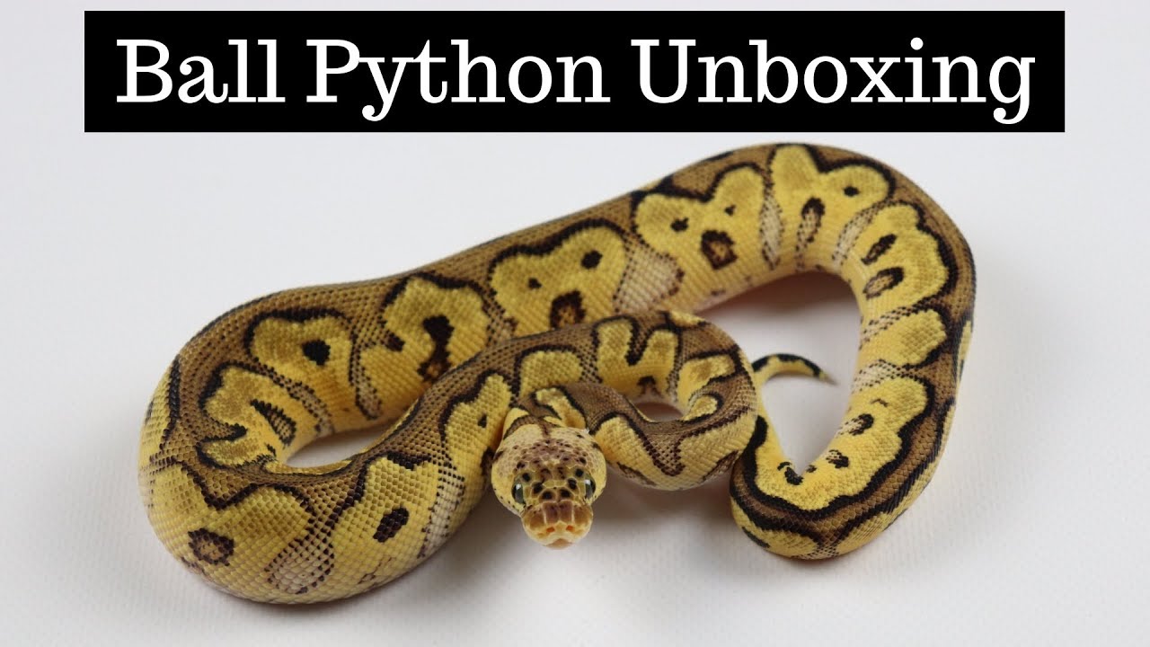 NEW Ball Python Unboxing From Mike Wilbanks - Benjamin's Exotics