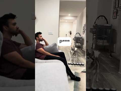 Sapphie the Pomsky is looking for her perfect white button 💙🐕✨