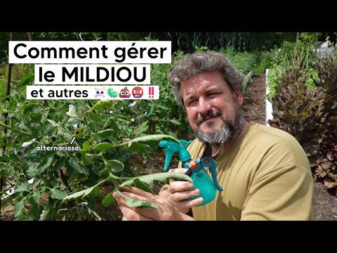 The Complete Guide to Managing Tomato Blight (and Other Diseases Like It)